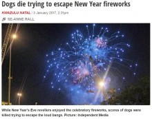 【海外発！Breaking News】新年の花火で犬がパニック、30頭死ぬ（南ア）