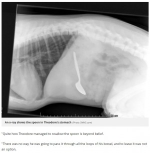 【海外発！Breaking News】14センチのスプーンを飲み込んだ犬　胃カメラを入れて摘出（英）