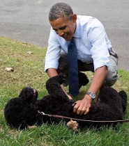 【イタすぎるセレブ達】オバマ大統領の愛犬が少女の顔に噛みつく　数針縫う怪我で傷は免れず