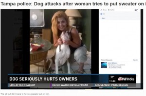 【海外発！Breaking News】犬用セーターを嫌がったピットブル　飼い主に重傷を負わせる（米）