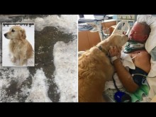 【海外発！Breaking News】雪の中動けなくなった飼い主　愛犬の必死の鳴き声が命を救う（米）＜動画あり＞
