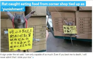 【海外発！Breaking News】店で米を食ったネズミを吊るし上げ　「もう2度としないと誓います」（中国）