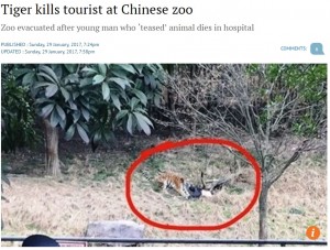 【海外発！Breaking News】囲いを越えて侵入した観光客　トラ3頭に襲われ死亡（中国）