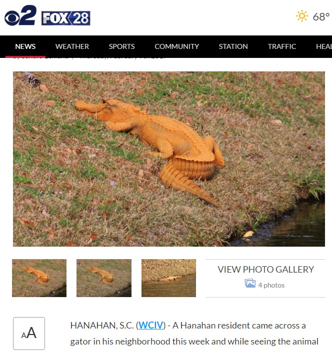 チャールストン近郊で発見されたオレンジ色のワニ（出典：http://cbs2iowa.com）