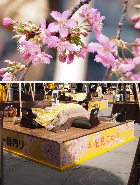 赤坂サカスで開催　「花見こたつ」イベント