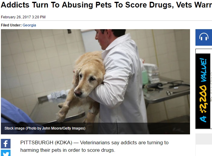 「薬物依存症患者は動物虐待に走ることがある」と米獣医（出典：http://pittsburgh.cbslocal.com）