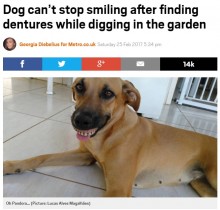 【海外発！Breaking News】裏庭から“お宝”を見つけた犬　総入れ歯でニッコリ（ブラジル）