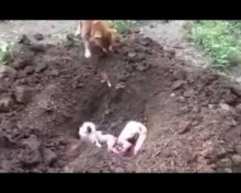 【海外発！Breaking News】“親友”の亡骸に懸命に鼻で土をかける犬の姿に涙（タイ）