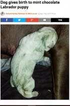 【海外発！Breaking News】茶色のラブラドールから“緑色”の仔犬が生まれる（英）＜動画あり＞