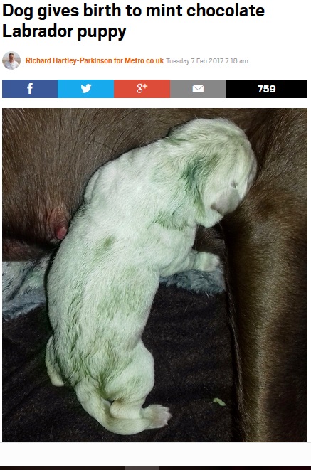 茶色の母犬からミント色の仔犬が誕生（出典；http://metro.co.uk）