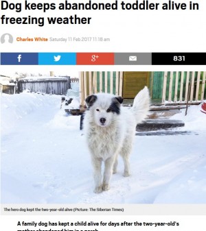 【海外発！Breaking News】氷点下20度の中、置き去りにされた2歳男児を飼い犬が2日間温め続ける（露）