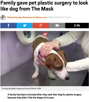 【海外発！Breaking News】「耳が垂れていた方が可愛いから」　犬の耳を整形した飼い主に猛批判（露）