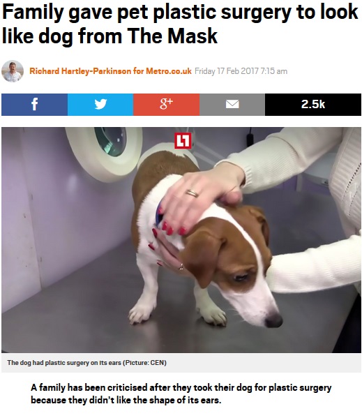 ペット犬の耳を整形した飼い主に批判の嵐（出典：http://metro.co.uk）