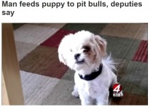 【海外発！Breaking News】隣家のシーズー犬を誘拐　獰猛なピットブル2頭にエサとして放った男を逮捕（米）