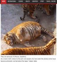 【海外発！Breaking News】中国・繁殖基地のシベリアトラ　太りすぎて“巨大なネコ”に！