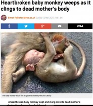 【海外発！Breaking News】車に轢かれ死んだ母猿の側で鳴き続ける赤ちゃん猿の姿が悲しすぎる（印）＜動画あり＞
