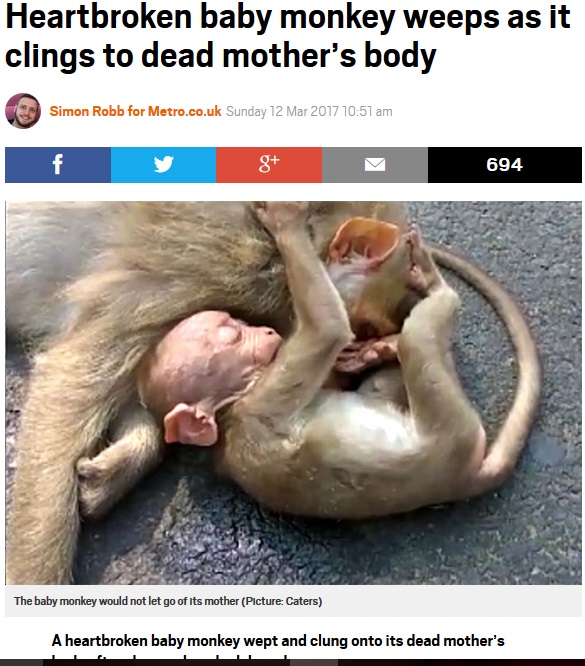 母猿を起こそうとするかのようにしがみついて鳴く子猿（出典：http://metro.co.uk）