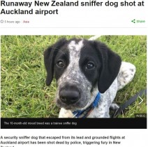 【海外発！Breaking News】逃走した空港の見習い探知犬、警察官に射殺され猛批判の声（ニュージーランド）
