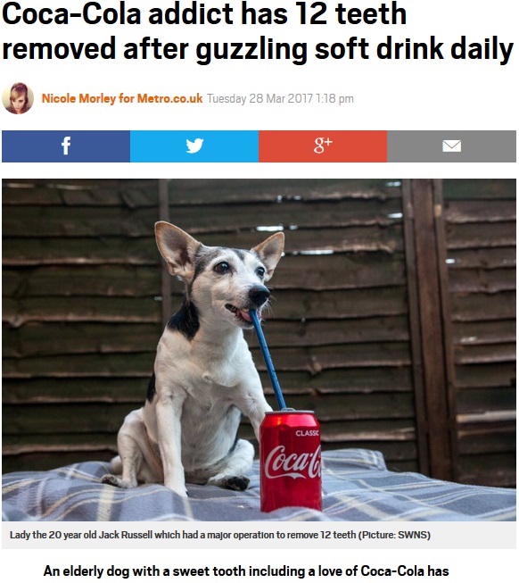 コーラを毎日飲んでいた犬、虫歯だらけに（出典：http://metro.co.uk）
