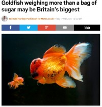 【海外発！Breaking News】重さ1,190g　巨大な金魚がイギリスで話題　そのお値段は…!?
