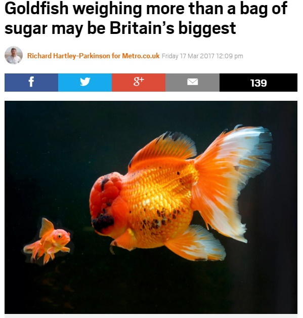巨大な金魚の“ロッキー”（出典：http://metro.co.uk）