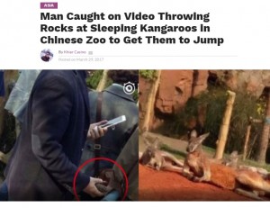 【海外発！Breaking News】「ダラダラせず飛び跳ねろ」　いい写真を撮りたいと男がカンガルーに投石（中国）