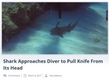 【海外発！Breaking News】ナイフが刺さったサメ　ダイバーに助けを求める（ケイマン諸島）＜動画あり＞