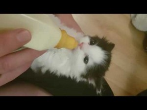 【海外発！Breaking News】哺乳瓶からミルクを飲むネコ　吸うたびに耳がピクピク（豪）＜動画あり＞