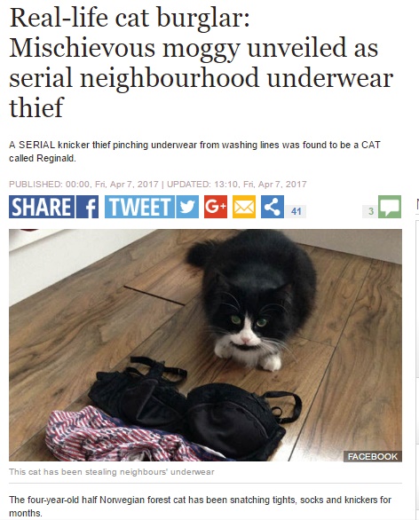 下着ドロボーを繰り返す4歳のオス猫（出典：http://www.express.co.uk）