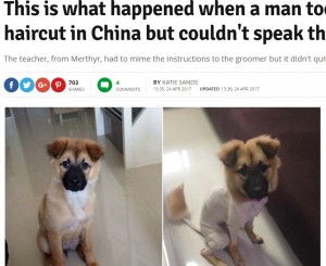 【海外発！Breaking News】中国で犬のトリミング　言葉通じず仕上がりにビックリ！
