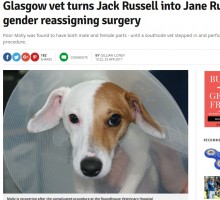 【海外発！Breaking News】「この子は両性具有かも」飼い主の勘バッチリ　メス犬が性器切除手術を受ける（スコットランド）