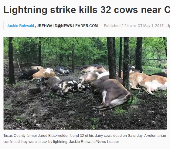 オーガニック飼育が売りだった乳牛32頭、雷に打たれて死亡（出典：http://www.news-leader.com）