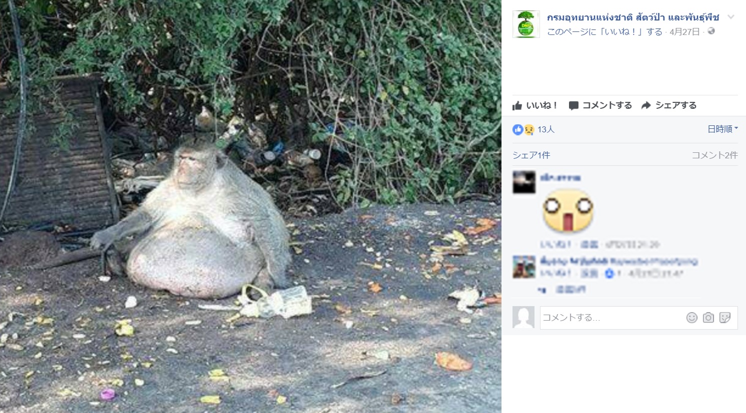 「太ったおじさん」とニックネームをつけられた猿（出典：https://www.facebook.com/DNP1362）