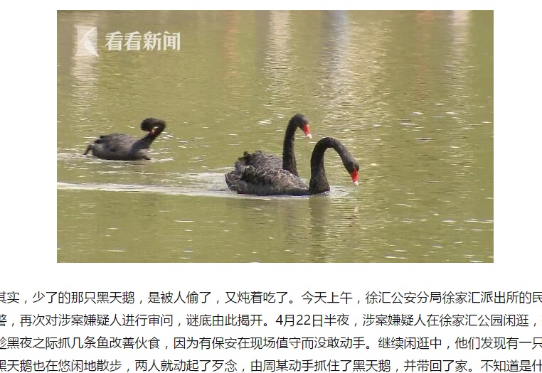 公園の池から連れ去られたコクチョウ、男2名が食べる（出典：http://www.kankanews.com）
