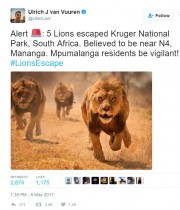 【海外発！Breaking News】雄ライオン5頭が国立公園から脱走（南ア）