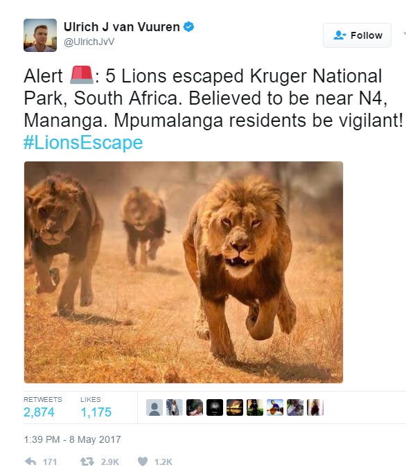 雄ライオン5頭が国立公園のフェンスから脱走（出典：https://twitter.com/UlrichJvV）