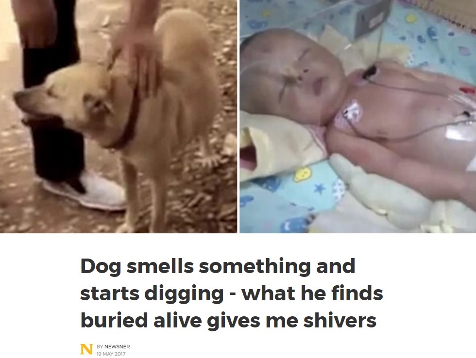 生き埋めになった赤ちゃんを発見した犬（出典：http://en.newsner.com）