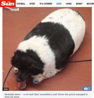 【海外発！Breaking News】「アザラシのよう」だった超肥満犬、37キロの減量に成功（スコットランド）