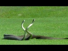 【海外発！Breaking News】2匹の毒ヘビ、ダンスのように絡み合う（南ア）＜動画あり＞