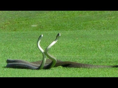 ゴルフコースに現れたヘビの貴重な姿をキャッチ（出典：https://www.youtube.com）