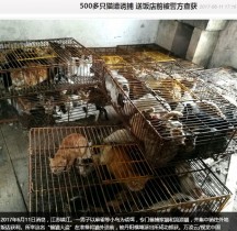 【海外発！Breaking News】毎年恒例「玉林犬肉祭り」への批判に沸く中国　江蘇省ではネコ500匹が保護