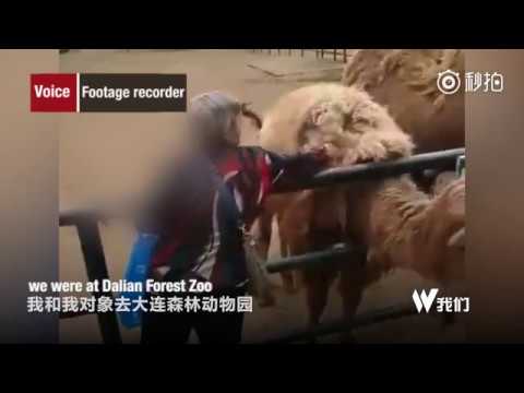 （画像は『People's Daily, China 2017年5月31日公開 YouTube「Grandma seen pulling off hair from a camel in zoo in northeast China」』のサムネイル）