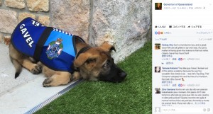 【海外発！Breaking News】警察犬学校で落第した犬　“大出世”果たす（豪）