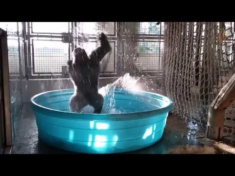 ブレイクダンスをするゴリラ（画像は『Dallas ZooTube 2017年6月20日公開 YouTube「Breakdancing Gorilla Enjoys Pool Behind-the-Scenes」』のサムネイル）