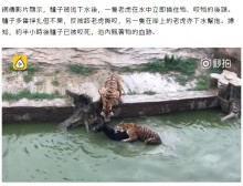 【海外発！Breaking News】生きたロバをトラの群れに投げ入れるショー　動物園に批判殺到（中国）