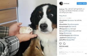 【海外発！Breaking News】犬にハムスターを突きつけ反応を面白がる飼い主に賛否両論（韓国）