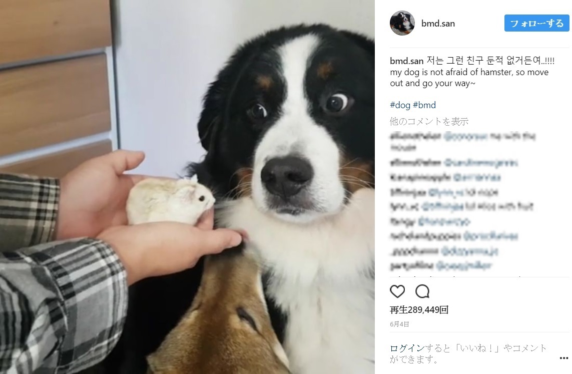 ハムスターを目の前に突き付けられた犬（画像は『bmd.san 2017年6月4日付Instagram「저는 그런 친구 둔적 없거든여..!!!!」』のスクリーンショット）