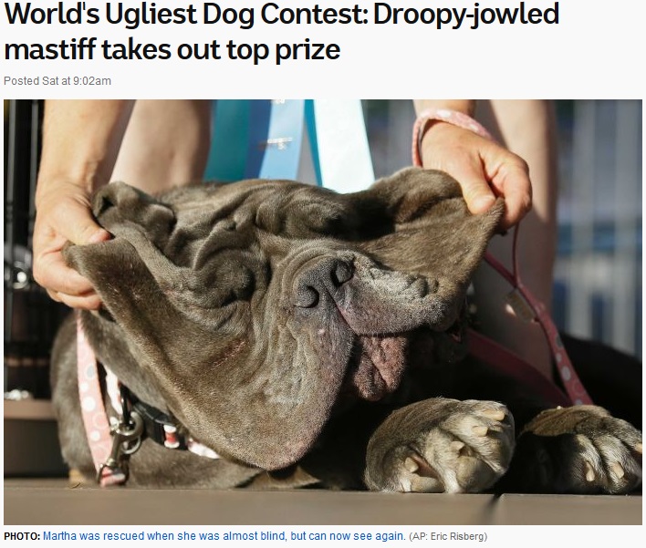 「世界一醜い犬」に選ばれたメスのマスティフ犬（画像は『ABC　2017年6月24日付「World's Ugliest Dog Contest: Droopy-jowled mastiff takes out top prize」（AP: Eric Risberg）』のスクリーンショット）