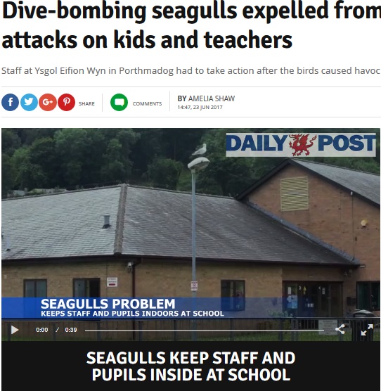 カモメが児童や教師に襲いかかる（画像は『Daily Post　2017年6月23日付「Dive-bombing seagulls expelled from school after attacks on kids and teachers」』のスクリーンショット）