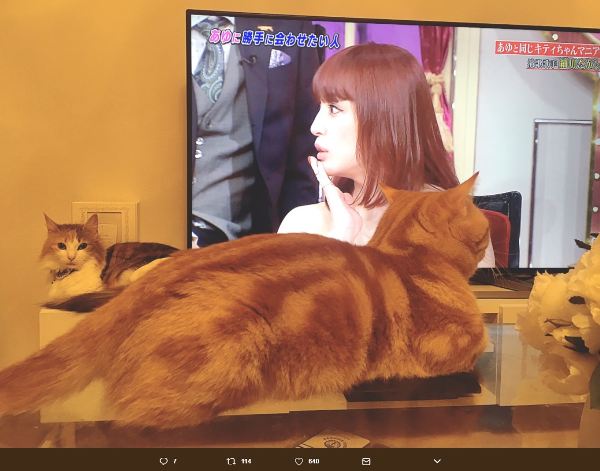 テレビに映る“あゆ”に見入る猫の“ぷっち”（画像は『根本弥生（ねもやよです） 2017年6月19日付Twitter「あゆ様あっという間すぎて、、」』のスクリーンショット）